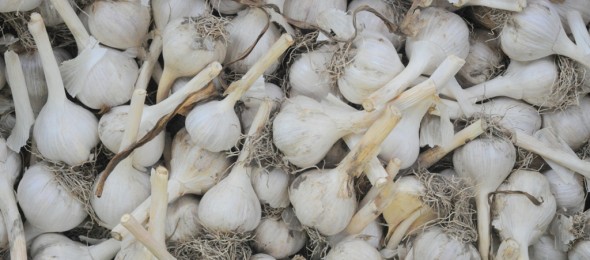 Garlic