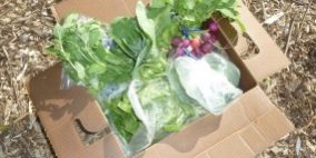 Week-2-Box-e1306961357496-285×204